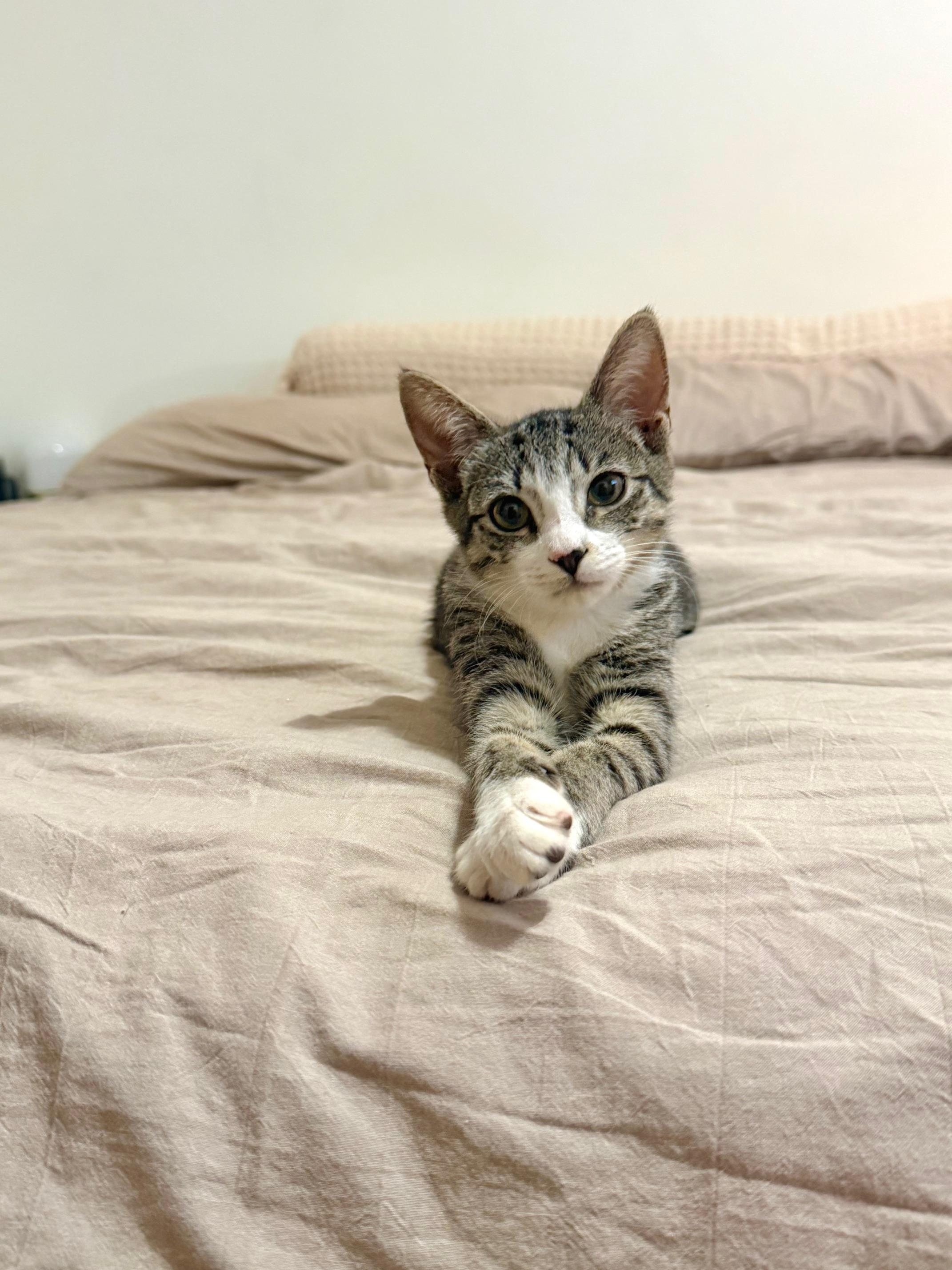 Lila, a Adoptable Domestic Short Hair in Brooklyn, NY image 1/3
