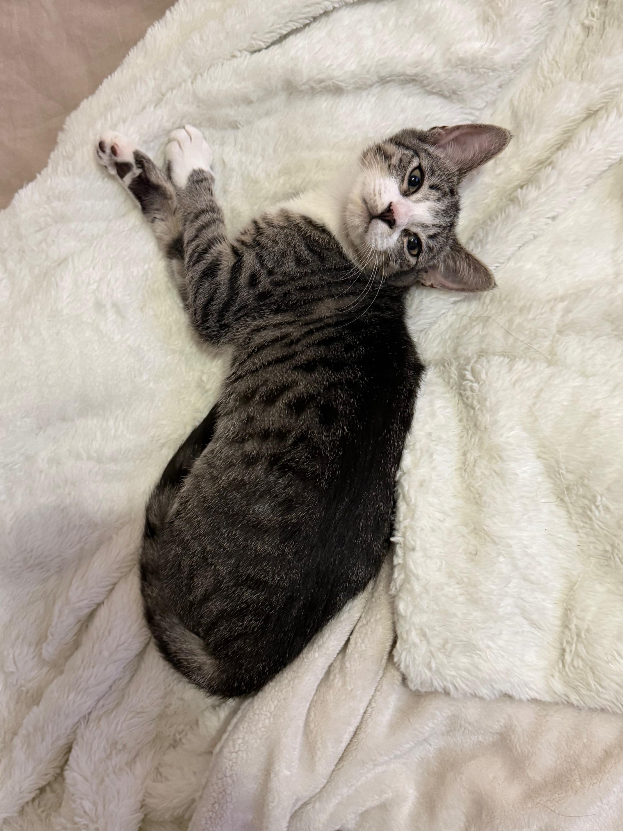 Lila, a Adoptable Domestic Short Hair in Brooklyn, NY image 2/3