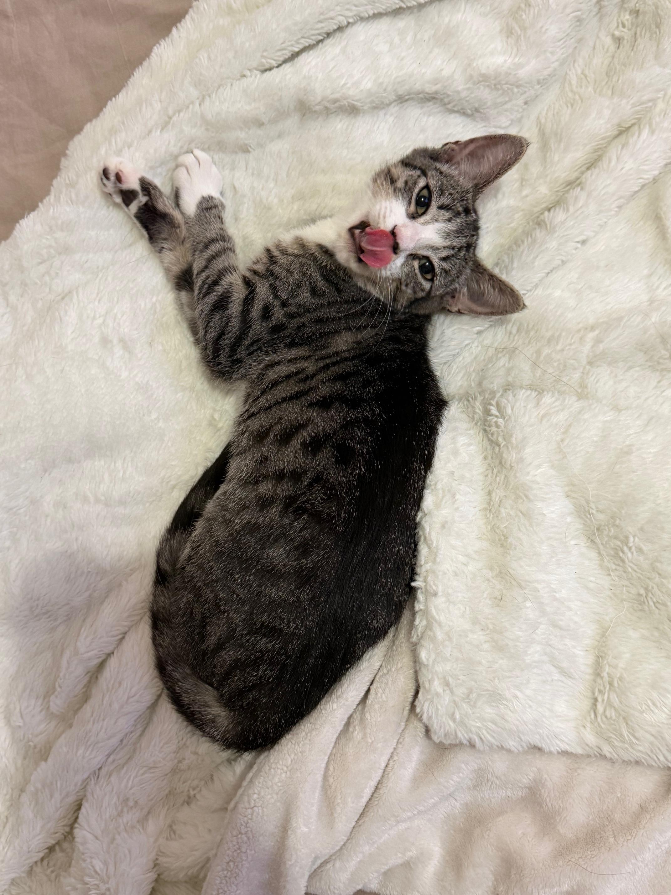 Lila, a Adoptable Domestic Short Hair in Brooklyn, NY image 3/3