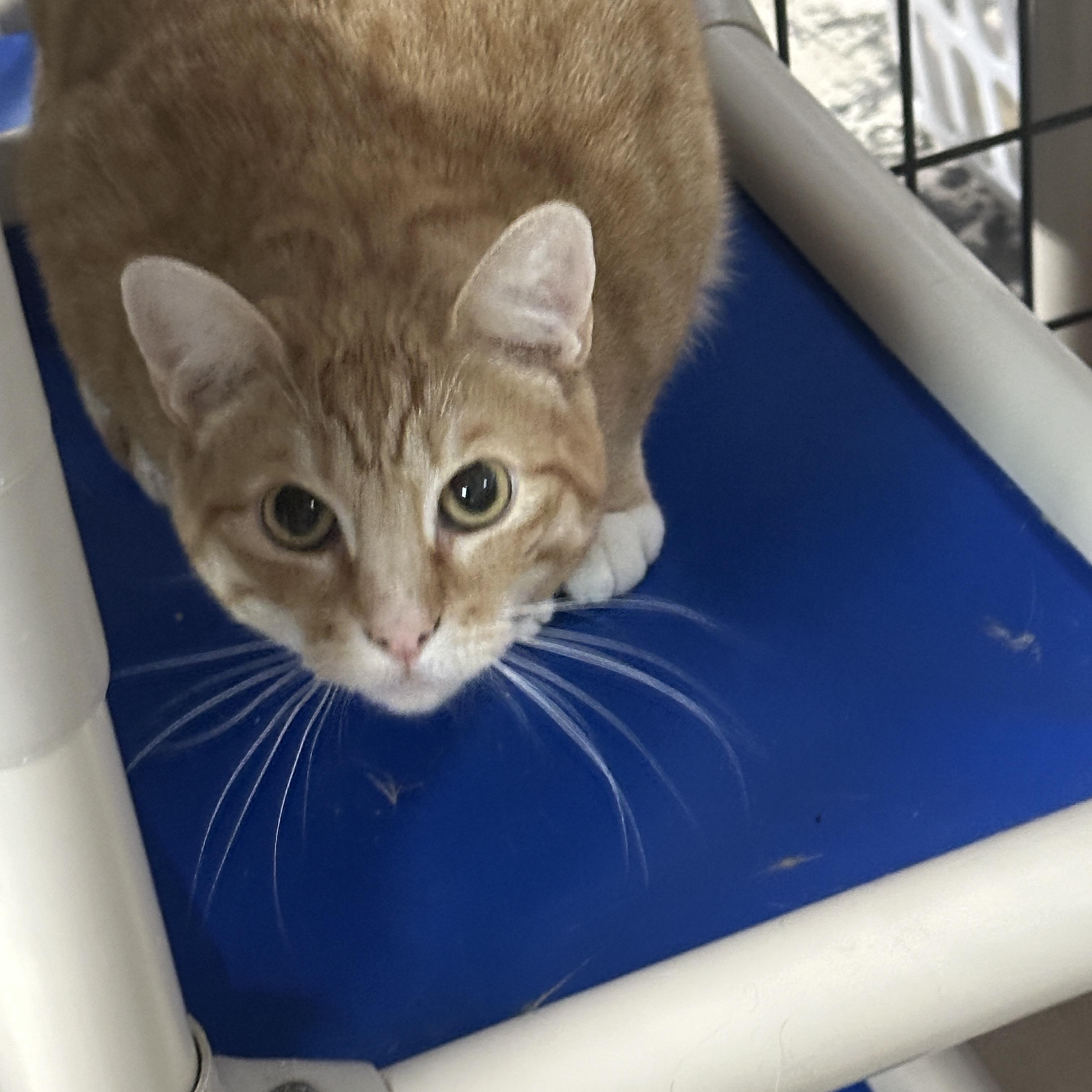 Enlarge Peaches, a ADOPTABLE Domestic Short Hair in Okanogan, WA image 1/1