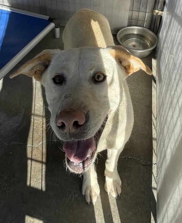 Enlarge Lydia, a Adoptable mixed breed in Victorville, CA image 1/1