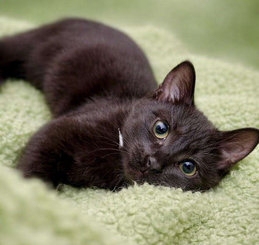 Athos, adopted, Young Male Domestic Short Hair & Extra-Toes Cat / Hemingway Polydactyl.