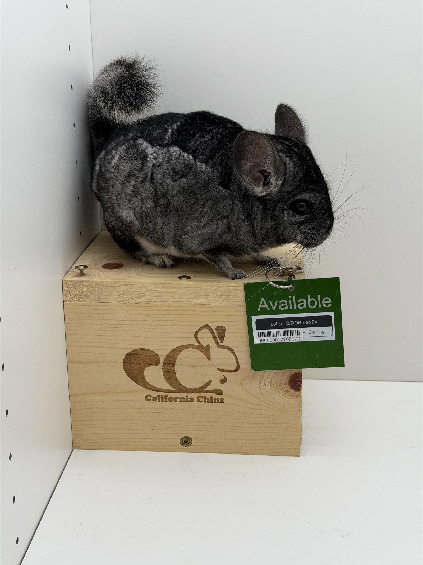 Enlarge Lottso, a Adoptable Chinchilla in Sunnyvale, CA image 1/2