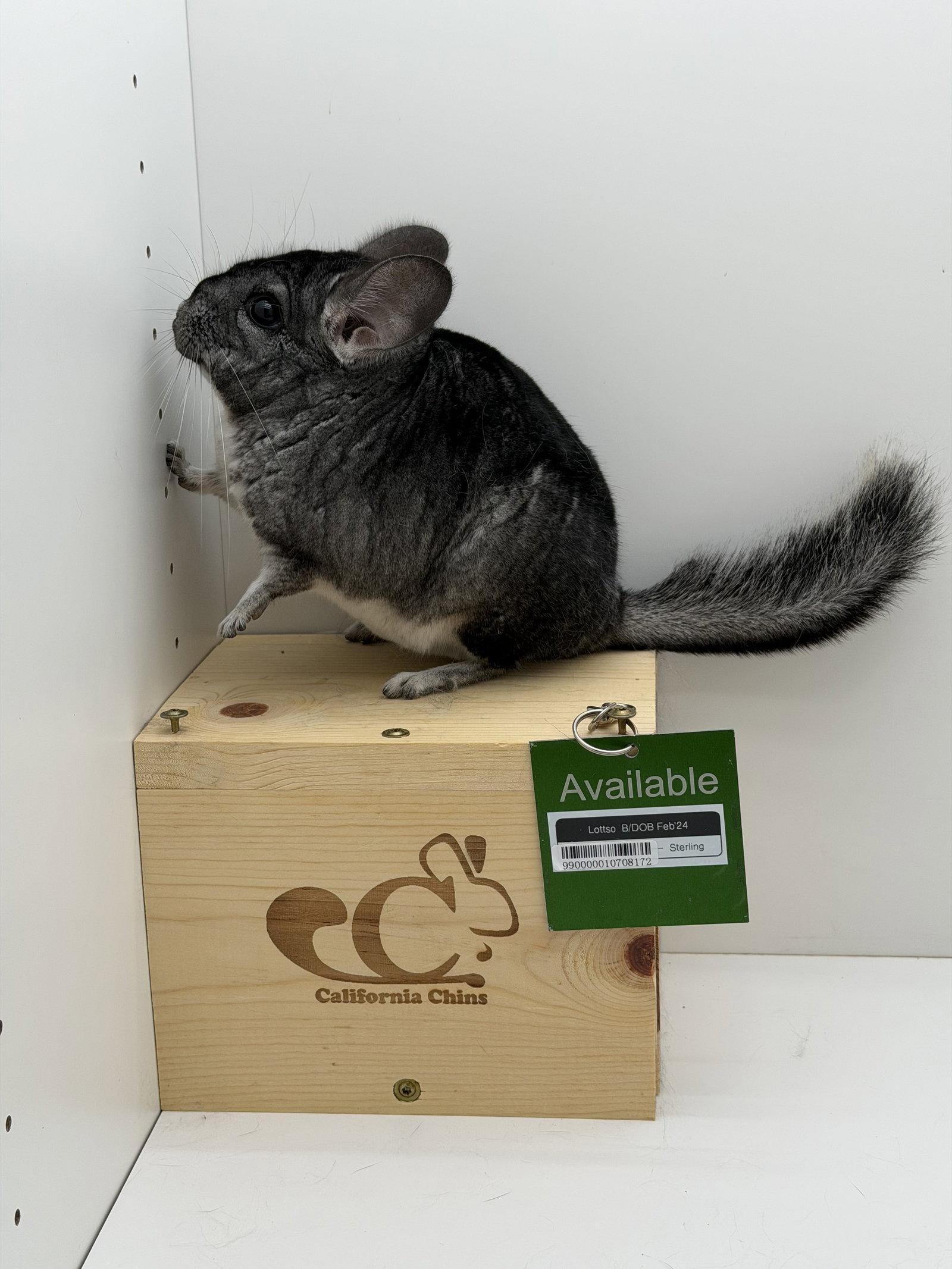 Enlarge Lottso, a Adoptable Chinchilla in Sunnyvale, CA image 2/2