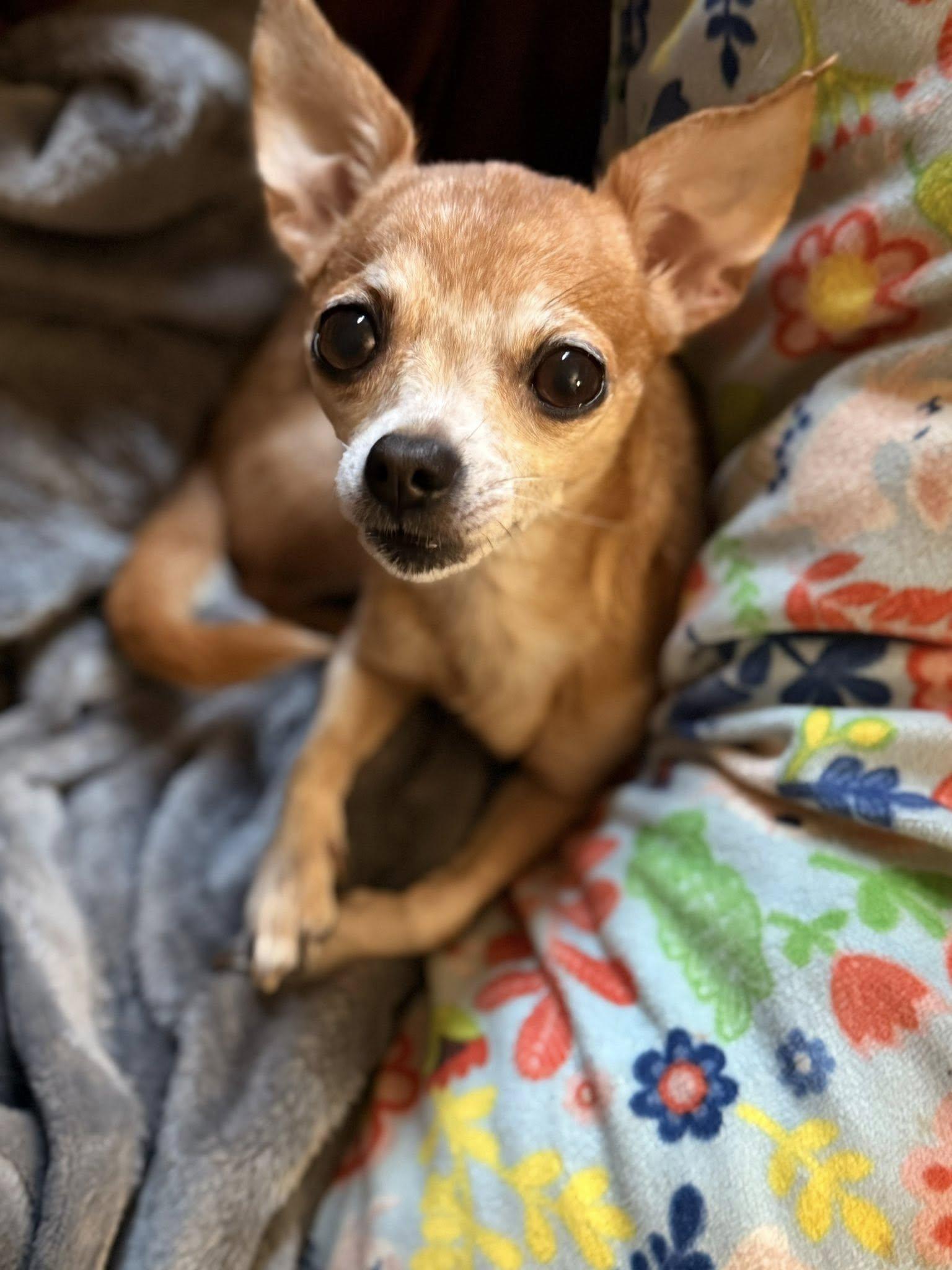 Enlarge Melva, a Adopted Chihuahua in Fairmont, WV image 1/3