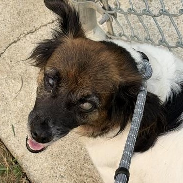 Mildred, an adopted mixed breed in Bryan, OH image 4/4