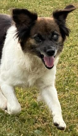 Mildred, adopted, Adult Female Papillon.