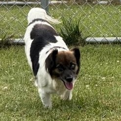 Mildred, an adopted mixed breed in Bryan, OH image 2/4