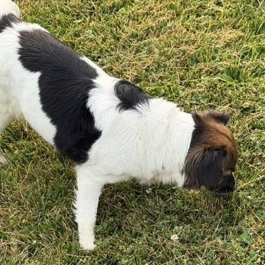 Mildred, an adopted mixed breed in Bryan, OH image 3/4