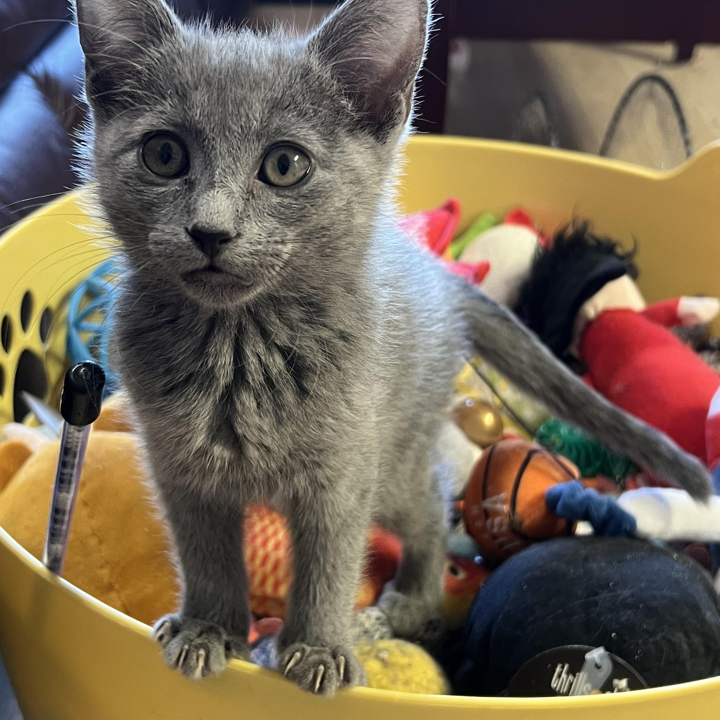 Bella, Baby Female British Shorthair