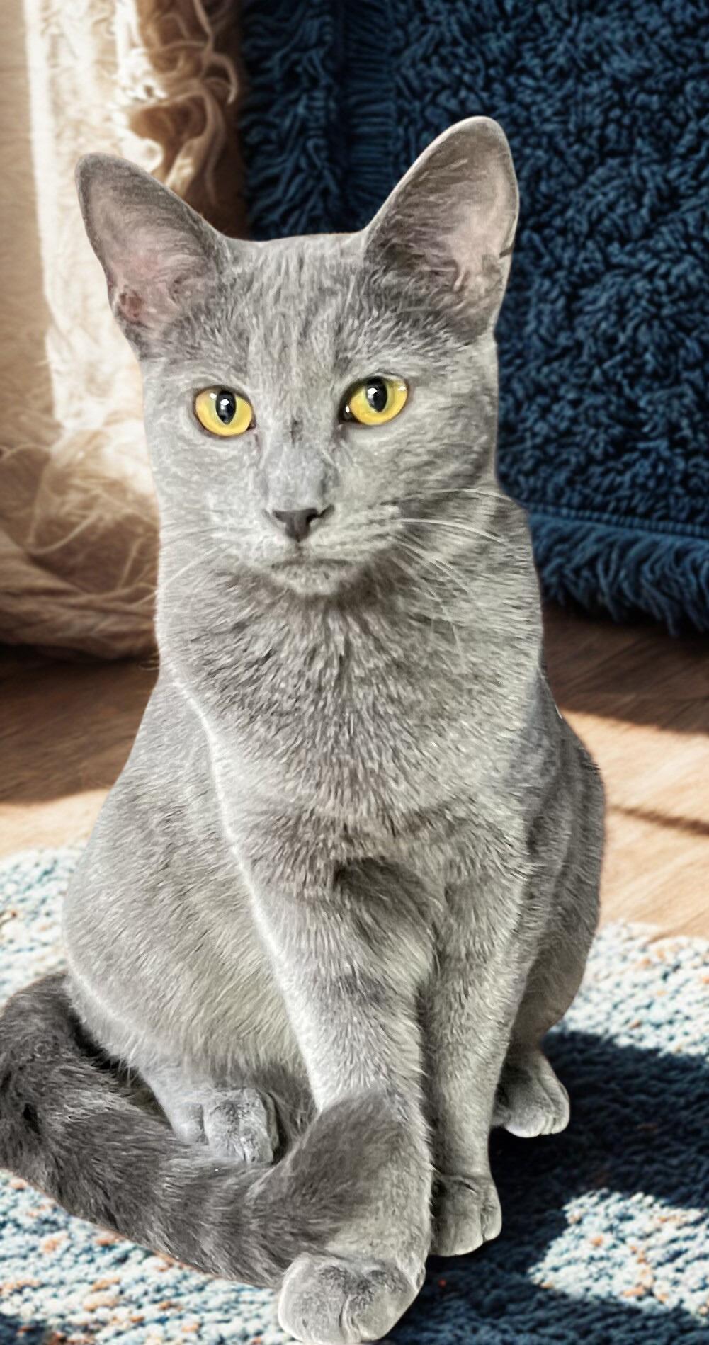 Enlarge Bella, an adopted mixed breed in Mesa, AZ image 1/1