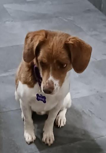 Enlarge Cash, an adopted Beagle in Barrington Hills, IL image 2/4