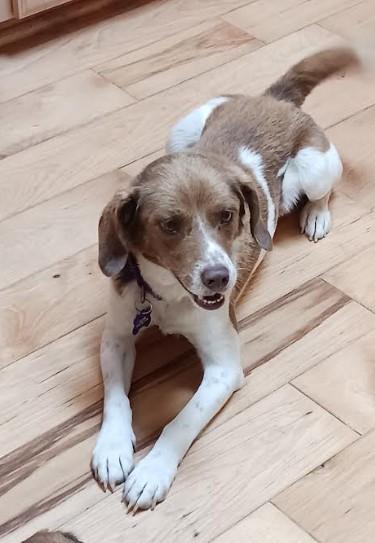 Enlarge Cash, an adopted Beagle in Barrington Hills, IL image 3/4