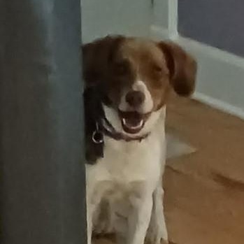 Cash, adopted, Adult Male Beagle.