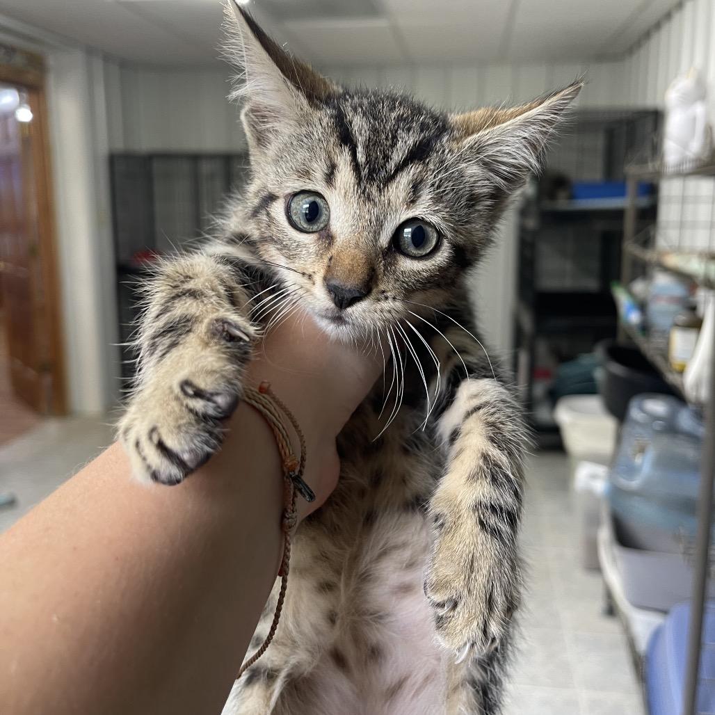 Nipton, an adoptable Domestic Short Hair in Corbin, KY_image-1