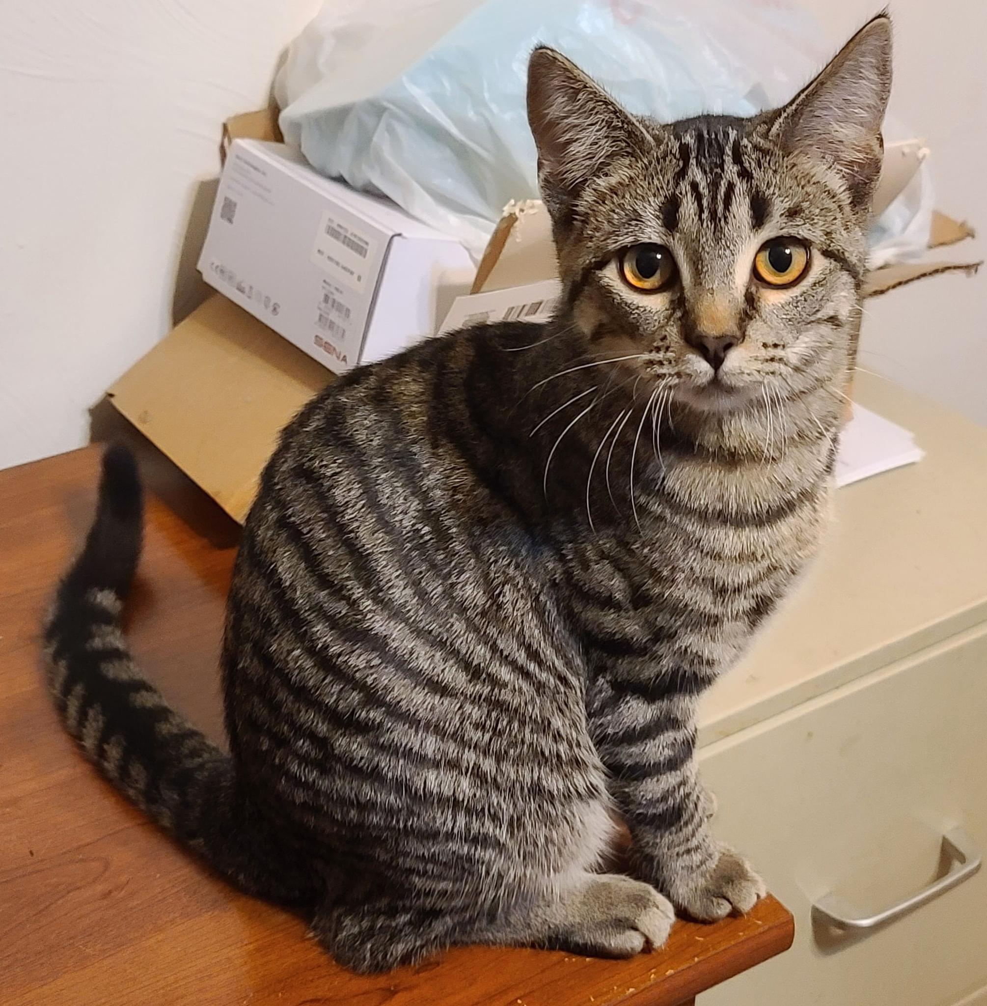 Enlarge Fizzy, a Adoptable Domestic Short Hair in Austintown, OH image 1/1