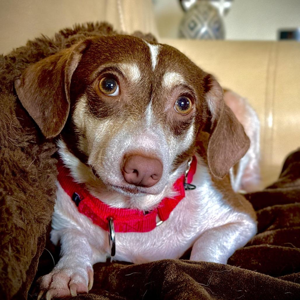 Dexter, Adoptable, Adult Male Chihuahua.