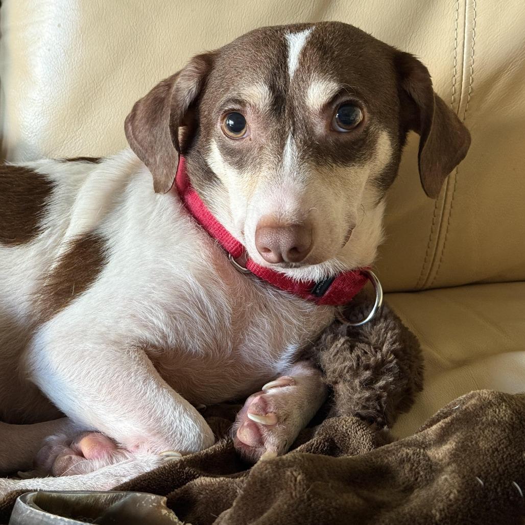 Dexter, a Adoptable Chihuahua in Houston, TX image 2/3