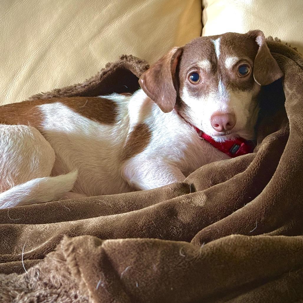 Dexter, a Adoptable Chihuahua in Houston, TX image 3/3