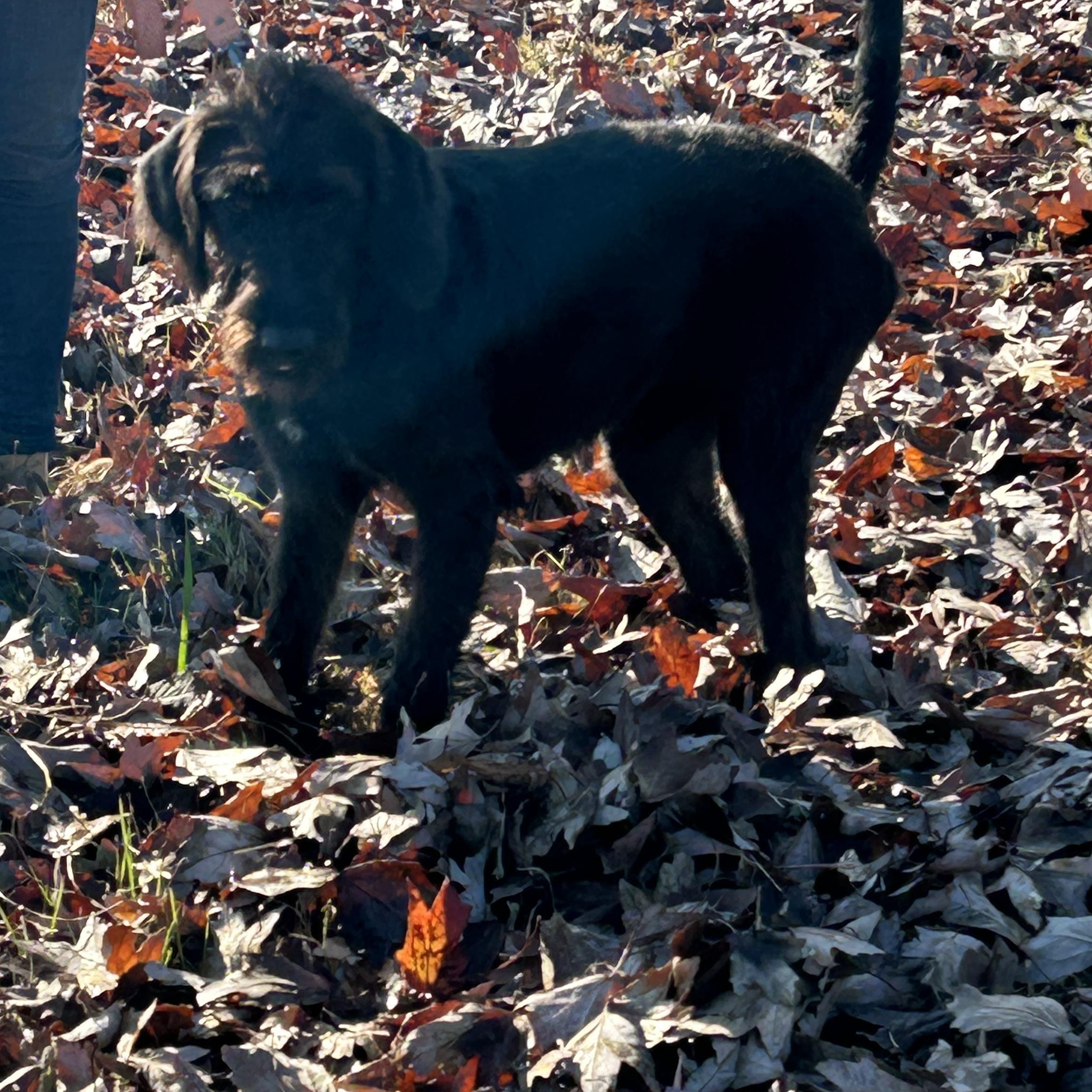 Enlarge Stella, a Adoptable mixed breed in Brattleboro, VT image 4/4