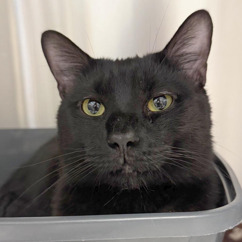 Rogue, Adoptable, Adult Male Domestic Short Hair.