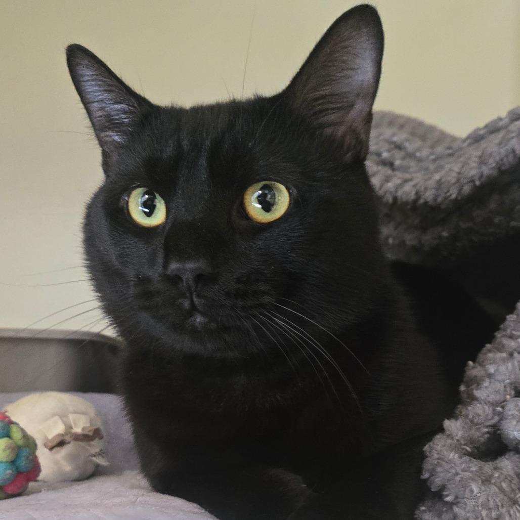 Enlarge Rogue, a Adoptable Domestic Short Hair in Hendersonville, NC image 2/2