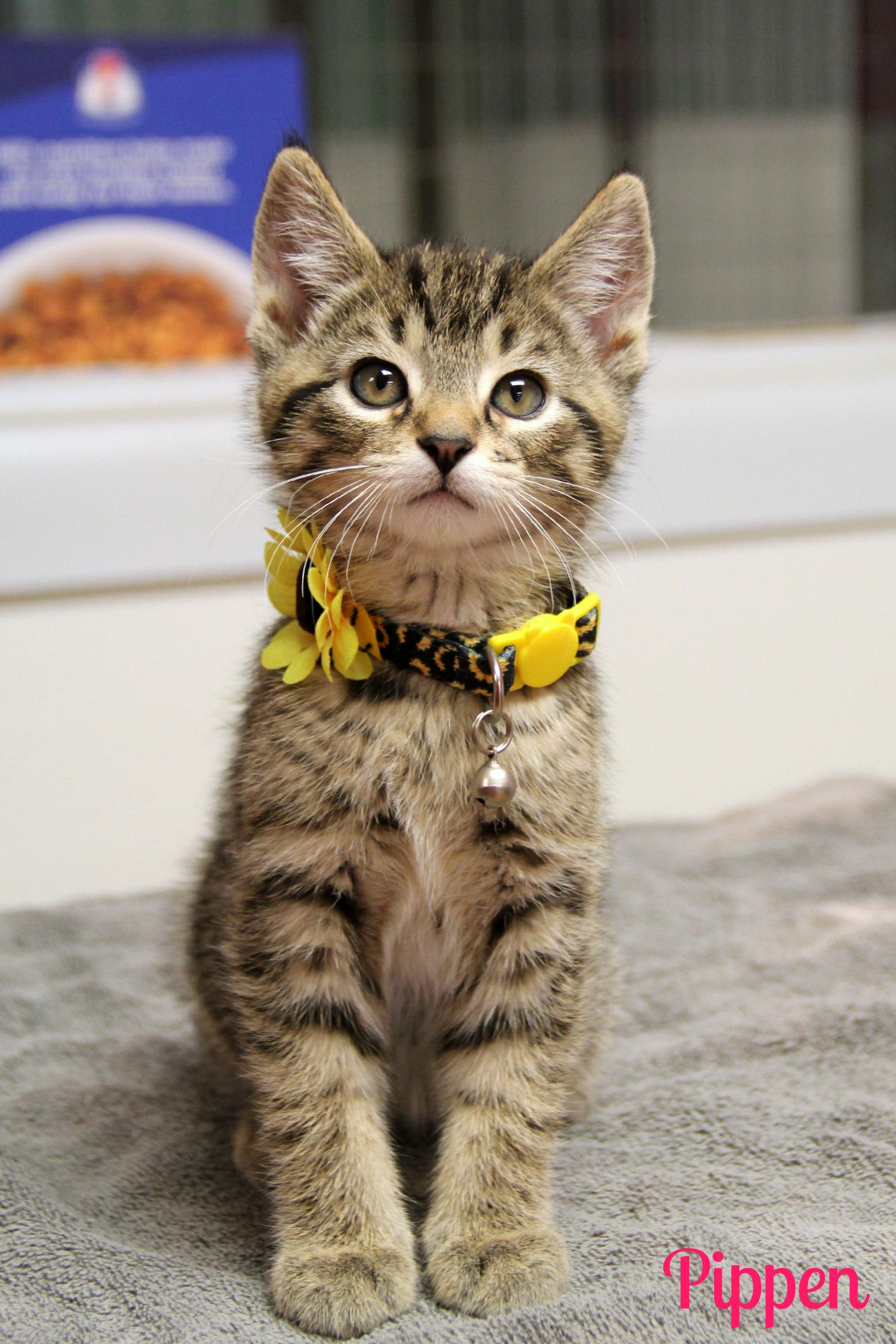 Enlarge Pippen , a ADOPTABLE Domestic Short Hair in Vinton, IA image 1/1