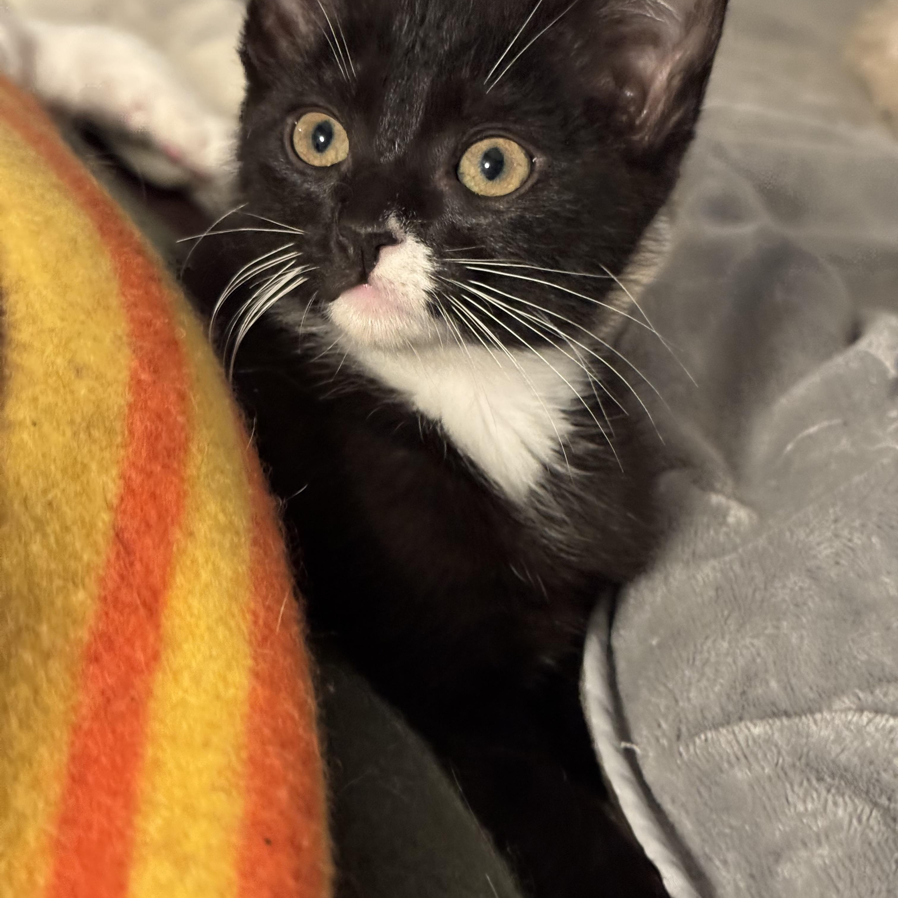 Enlarge Tempo bonded with Treble, a Adoptable Domestic Short Hair in San Francisco, CA image 3/3