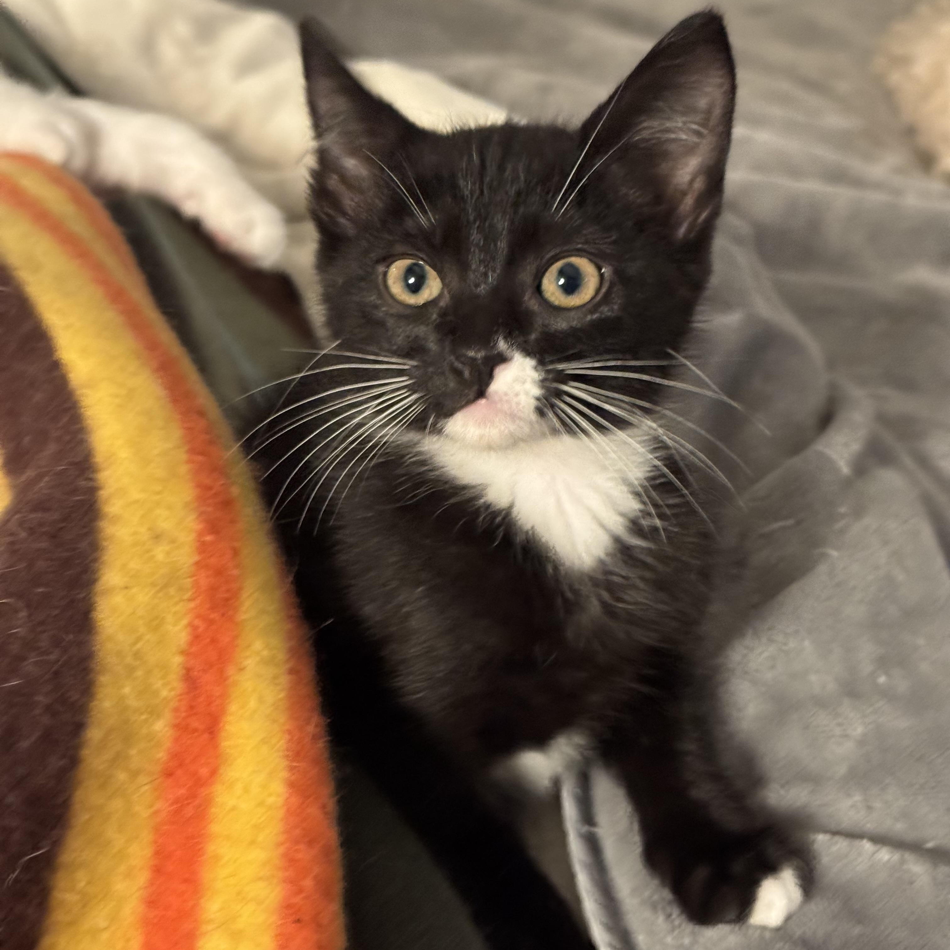 Tempo bonded with Treble, Adoptable, Kitten Male Domestic Short Hair.