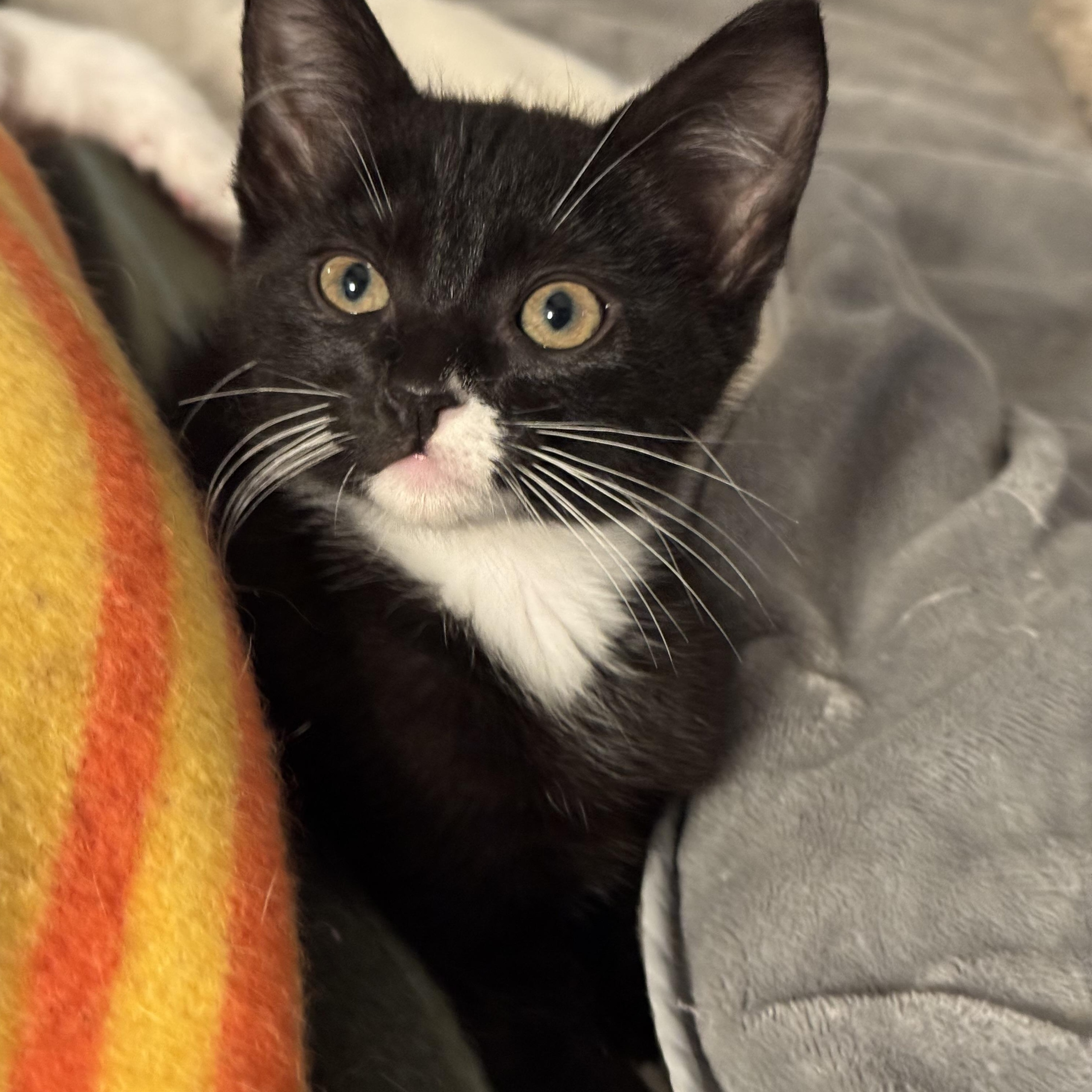 Enlarge Tempo bonded with Treble, a Adoptable Domestic Short Hair in San Francisco, CA image 2/3