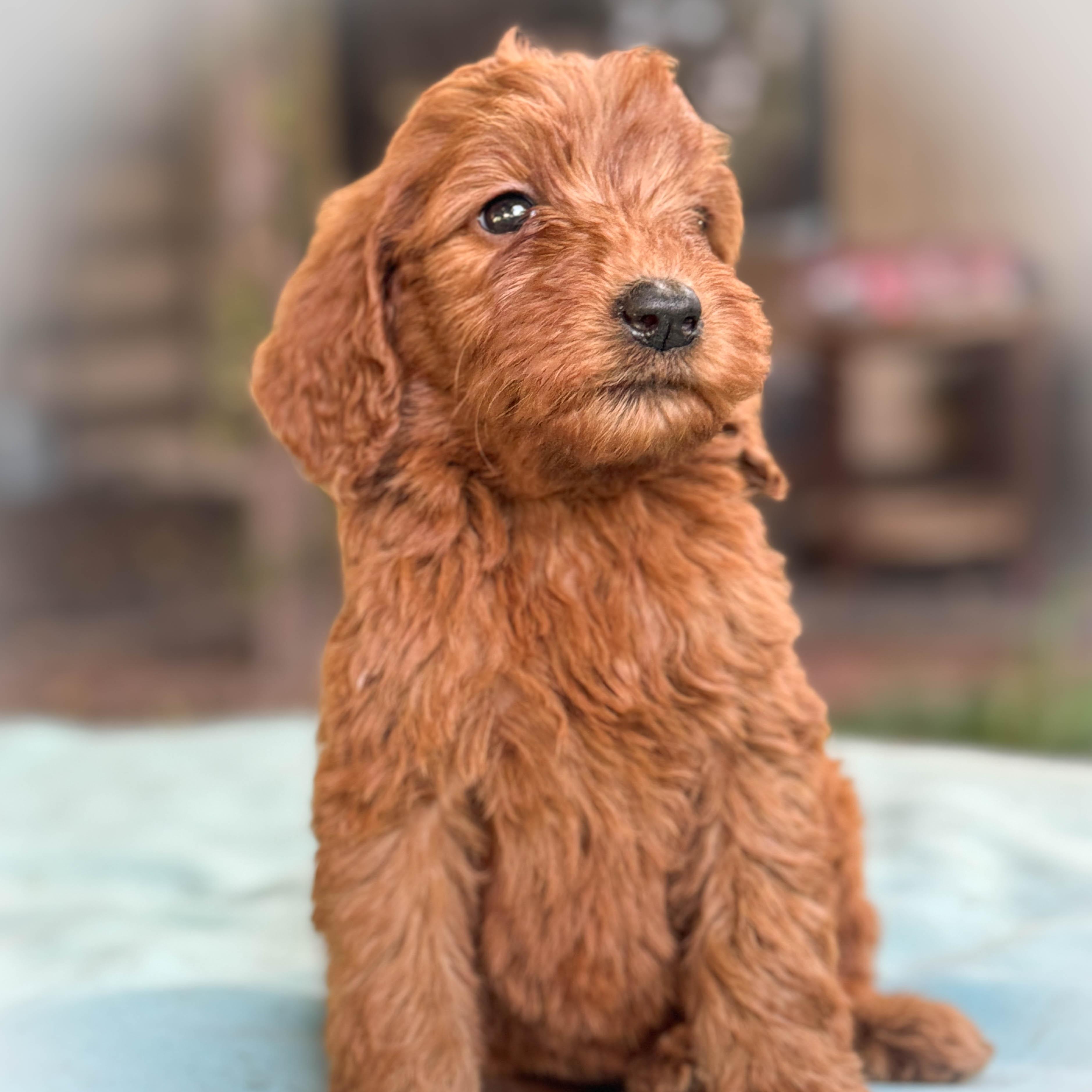 Enlarge Peanut Butter Girl, an adopted Goldendoodle in Torrance, CA image 1/4