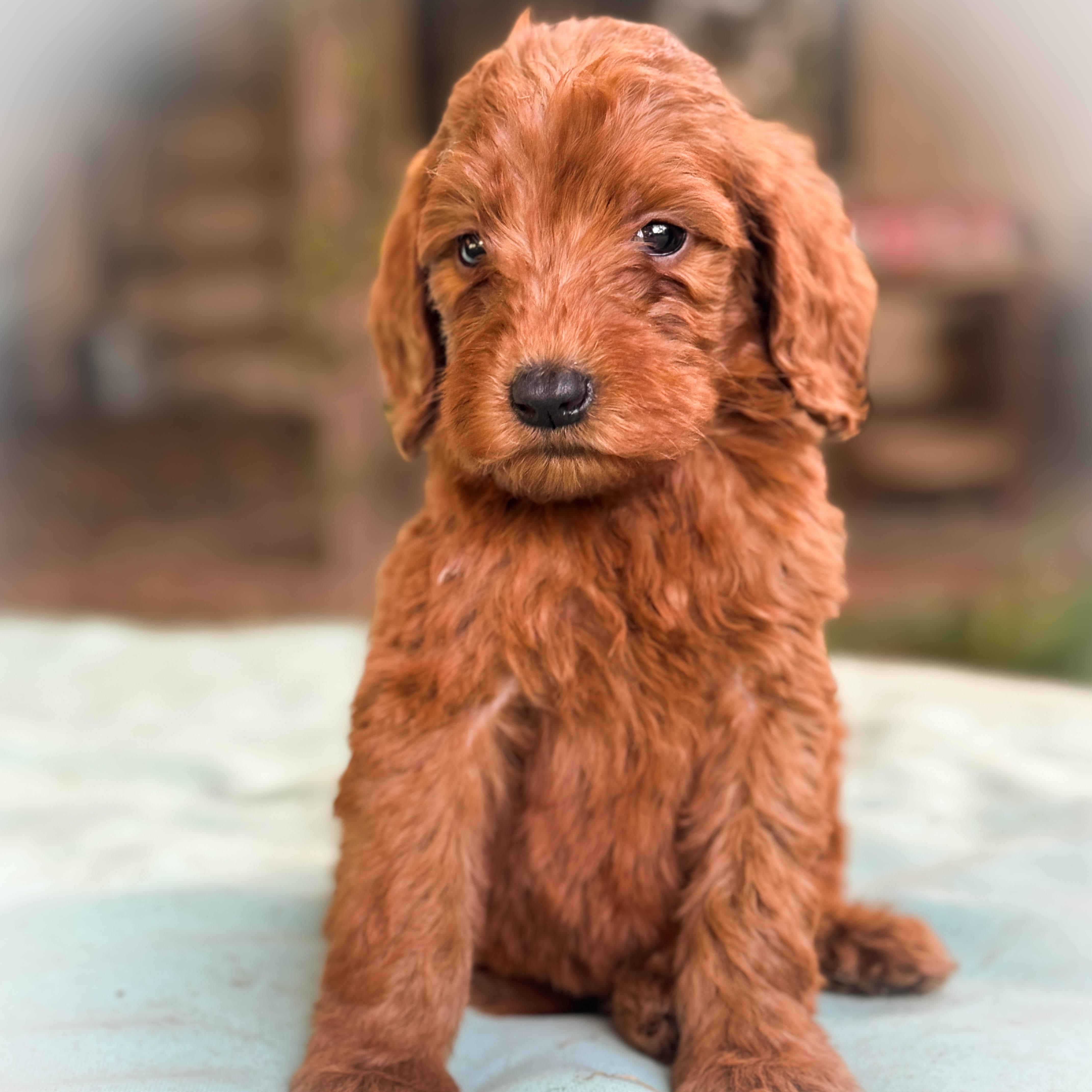Enlarge Peanut Butter Girl, an adopted Goldendoodle in Torrance, CA image 3/4