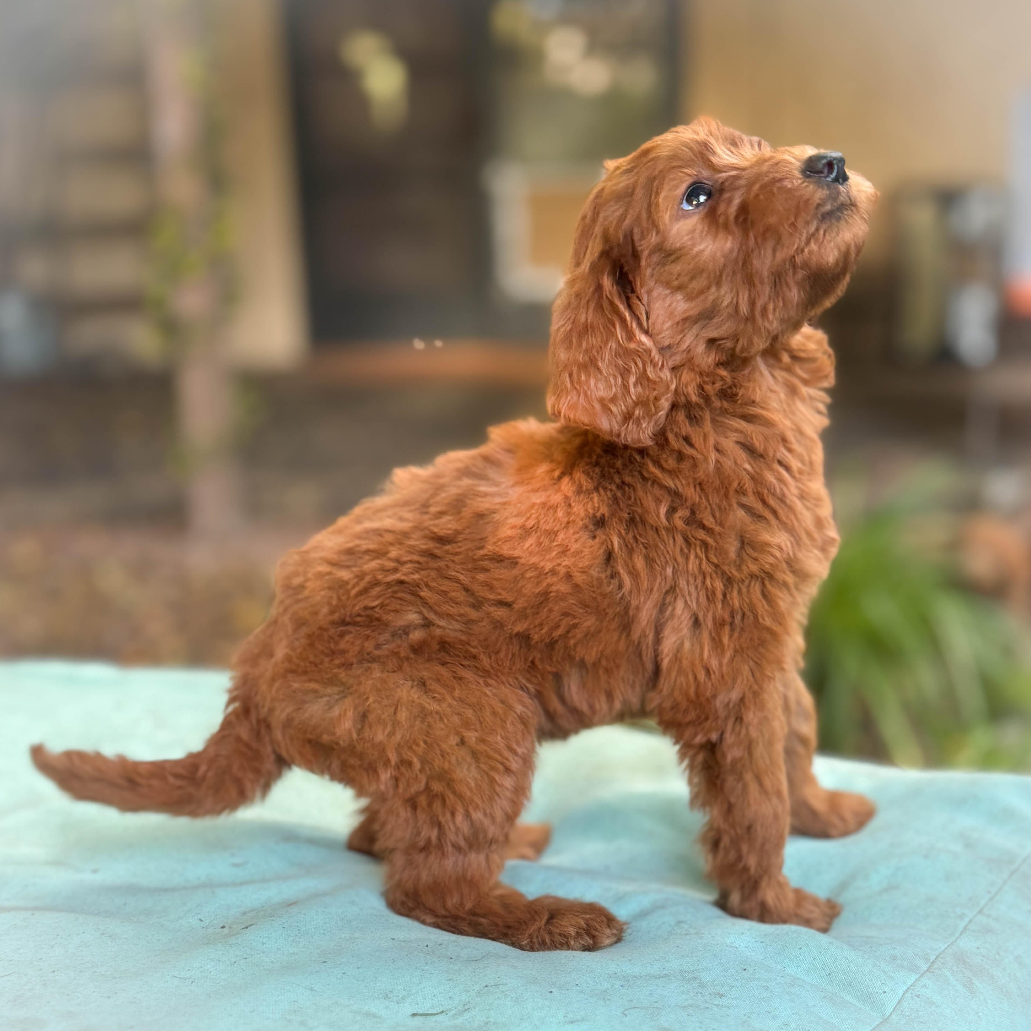 Enlarge Peanut Butter Girl, an adopted Goldendoodle in Torrance, CA image 2/4