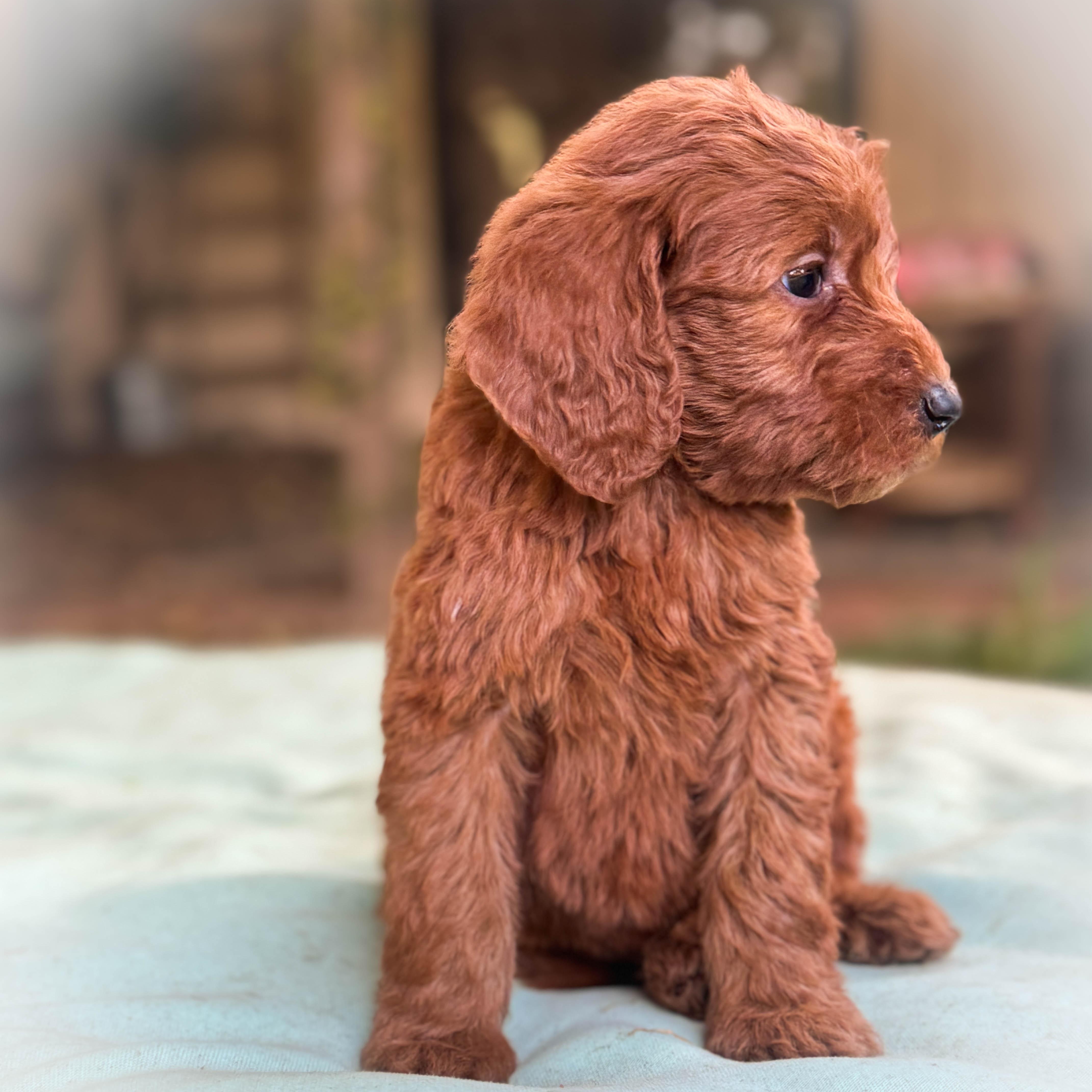 Enlarge Peanut Butter Girl, an adopted Goldendoodle in Torrance, CA image 4/4