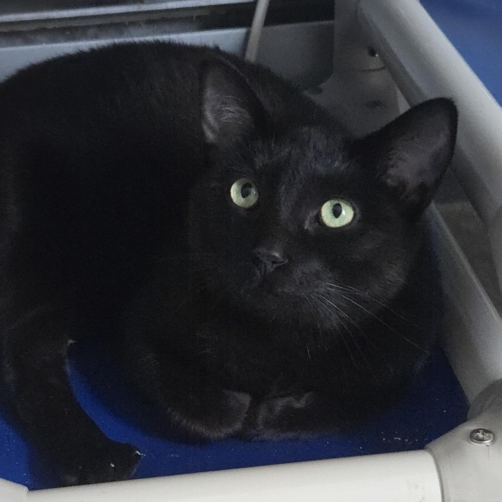 Ceiling Fan, Adoptable, Adult Male Domestic Short Hair.