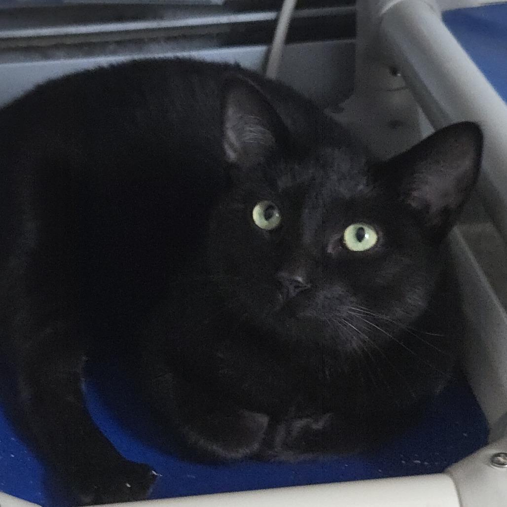 Enlarge Ceiling Fan, a Adoptable Domestic Short Hair in Salisbury, MA image 2/5