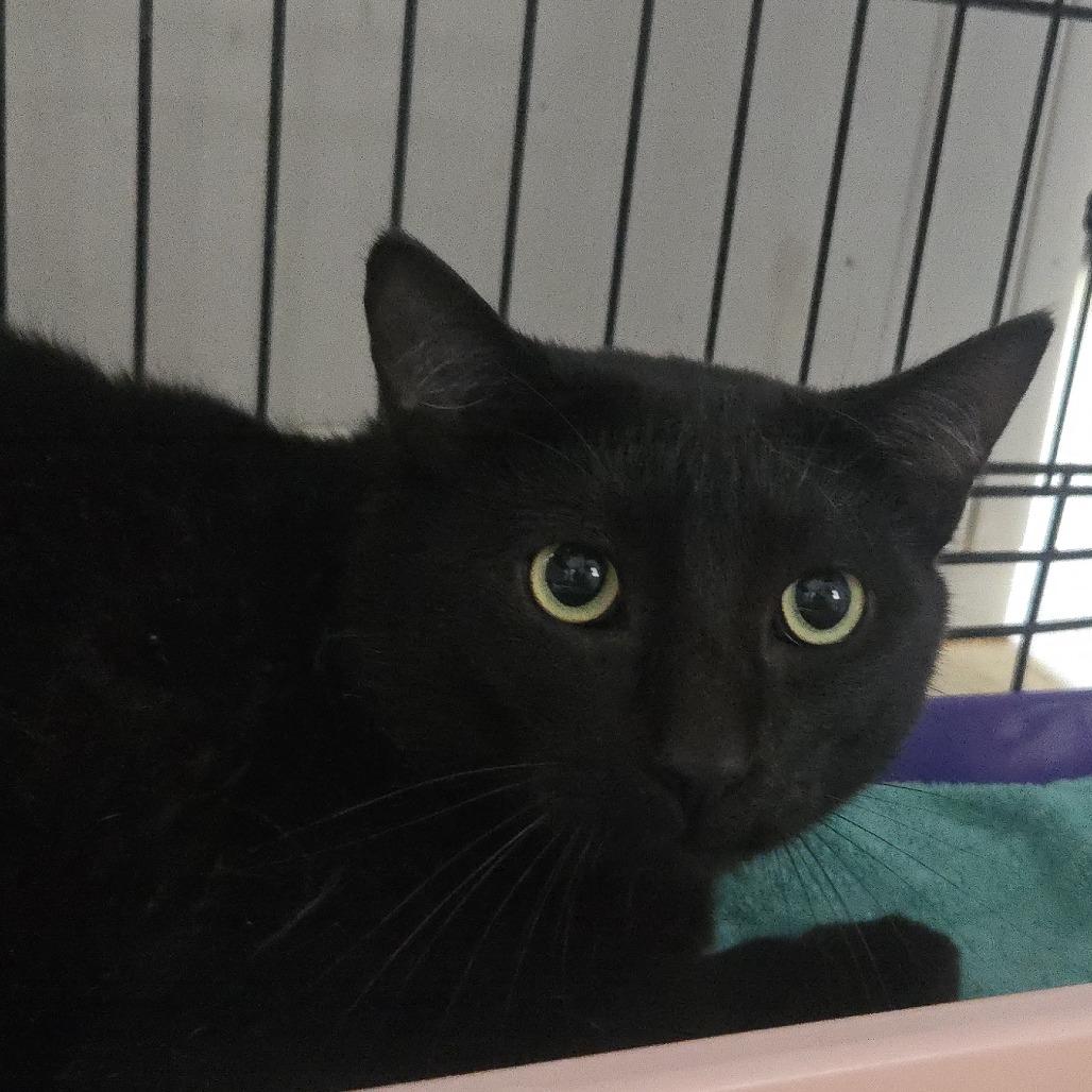Ceiling Fan, Adoptable, Adult Male Domestic Short Hair.