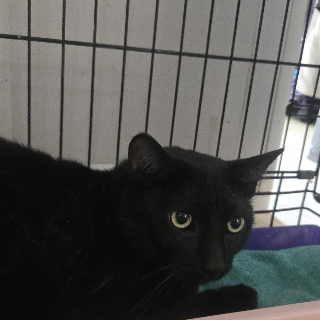 Enlarge Ceiling Fan, a Adoptable Domestic Short Hair in Salisbury, MA image 2/2