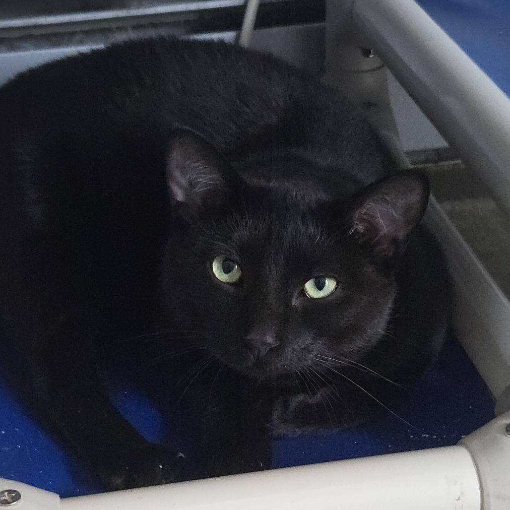 Enlarge Ceiling Fan, a Adoptable Domestic Short Hair in Salisbury, MA image 5/5
