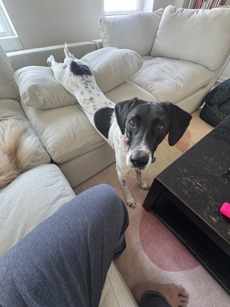 Charlie, Adoptable, Young Male Pointer & Labrador Retriever.