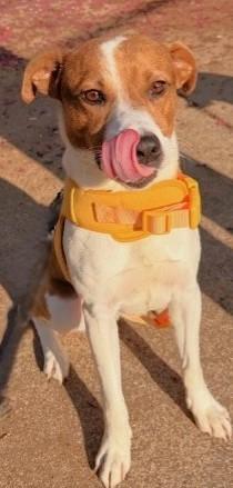 Enlarge SHINER, a ADOPTABLE mixed breed in fort worth, TX image 2/6