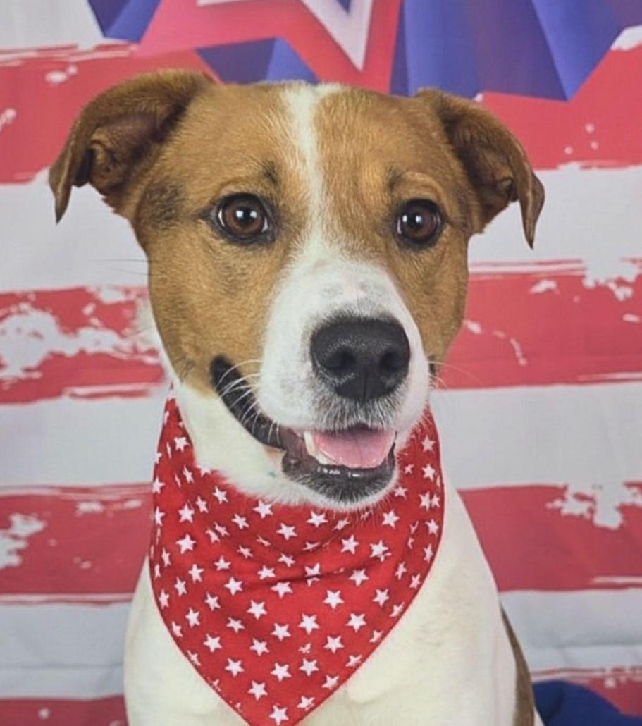 SHINER, ADOPTABLE, Young Male Beagle.