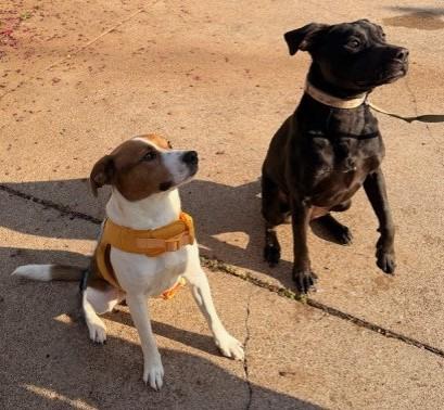 Enlarge SHINER, a ADOPTABLE mixed breed in fort worth, TX image 6/6