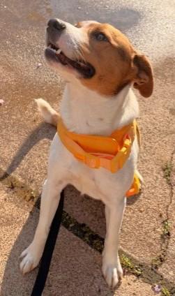 Enlarge SHINER, a ADOPTABLE mixed breed in fort worth, TX image 3/6