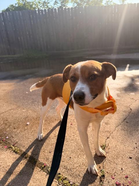 Enlarge SHINER, a ADOPTABLE mixed breed in fort worth, TX image 4/6