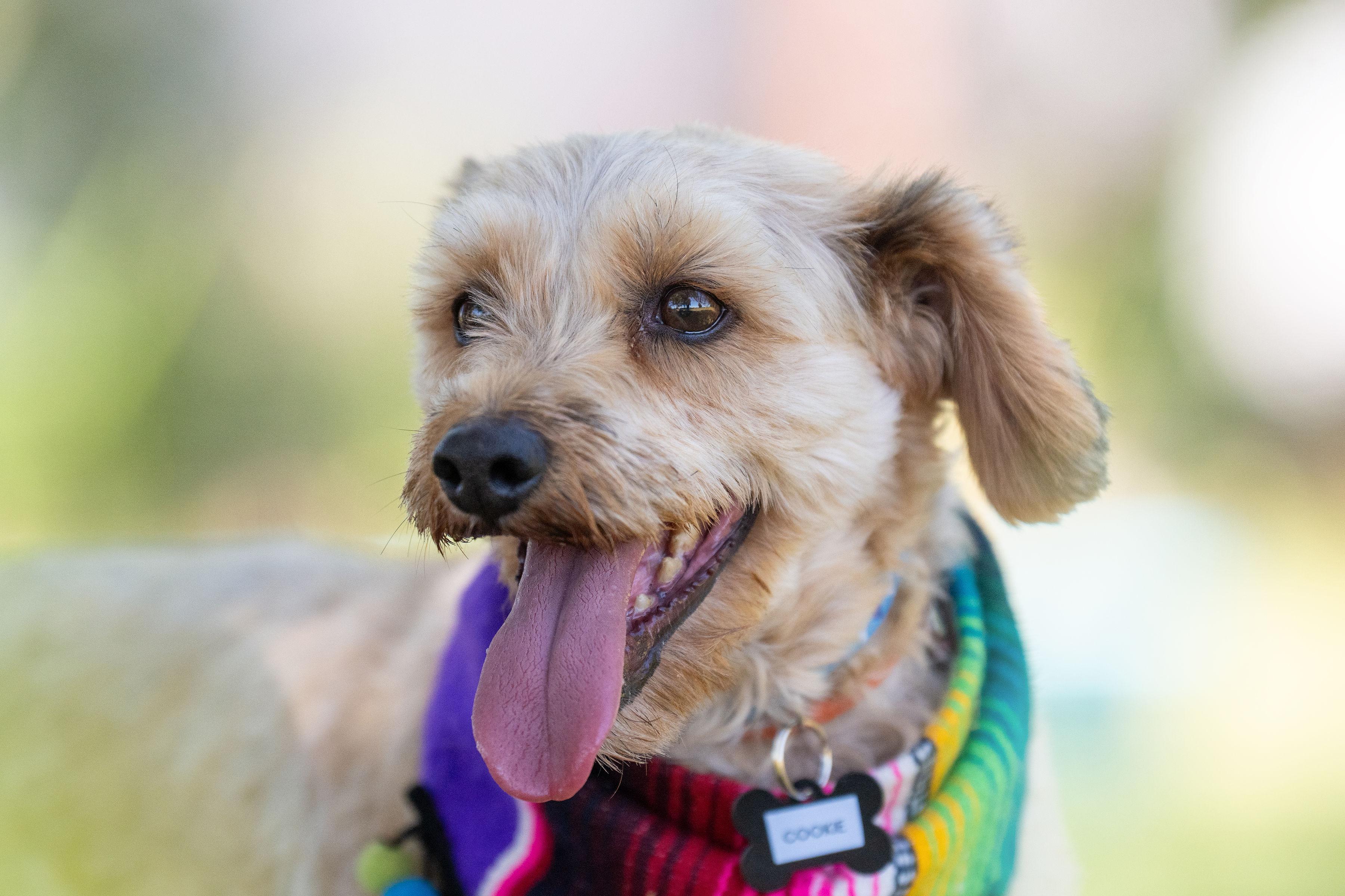 Cookie, a ADOPTABLE mixed breed in Santa Rosa, CA image 1/4