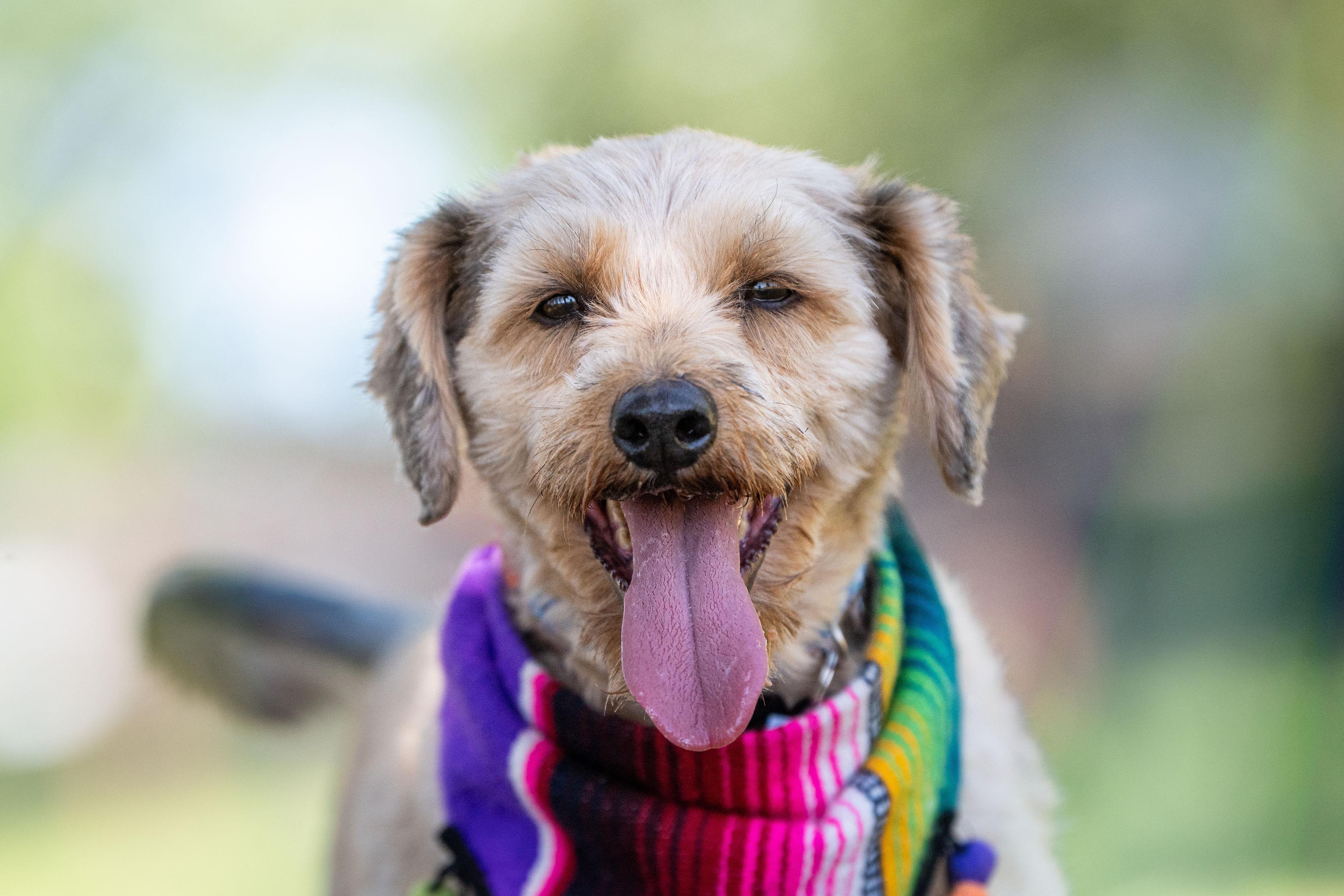 Cookie, a ADOPTABLE mixed breed in Santa Rosa, CA image 3/4