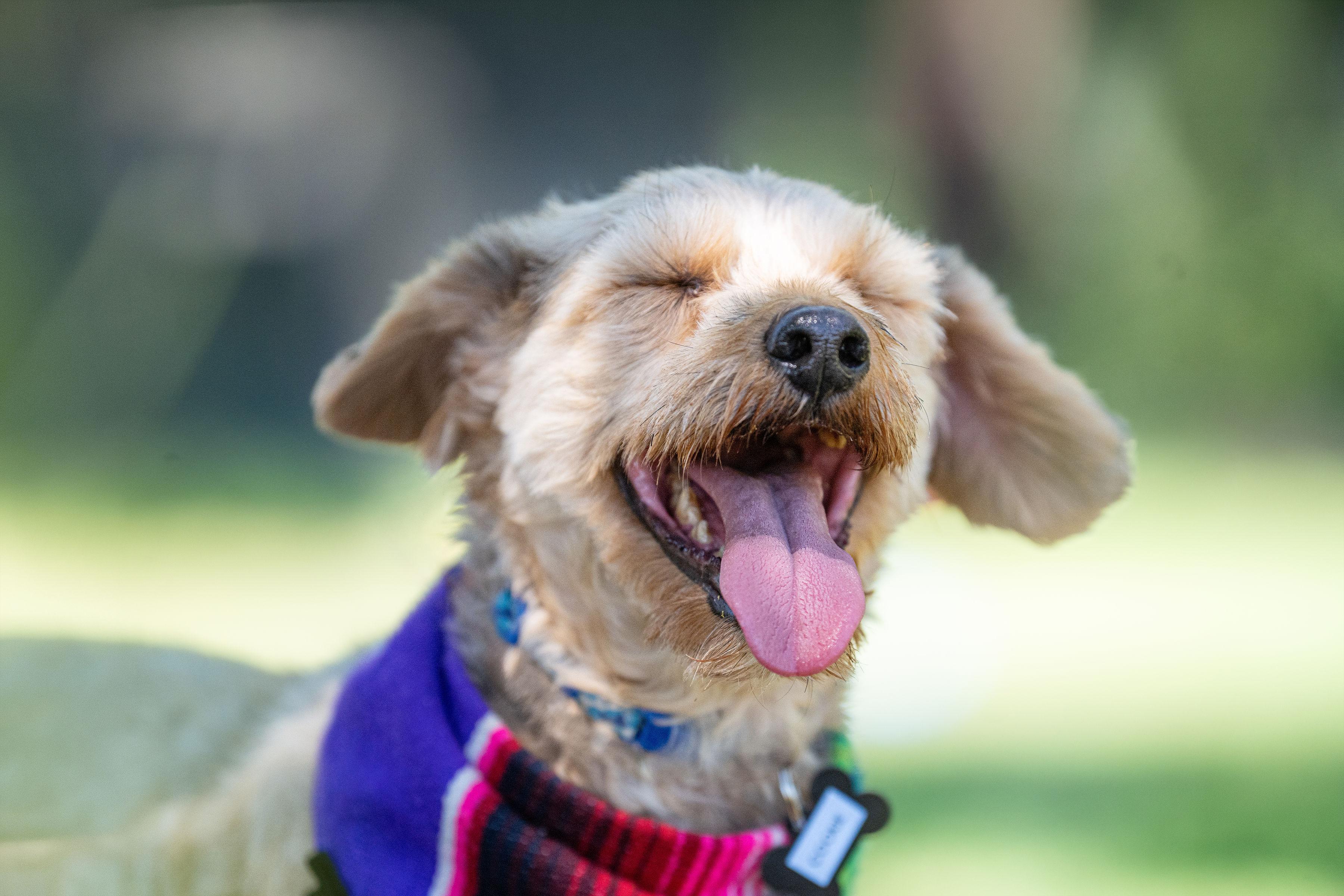 Cookie, a ADOPTABLE mixed breed in Santa Rosa, CA image 2/4