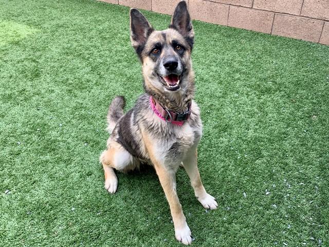 LANA, Adoptable, Adult Female German Shepherd Dog.