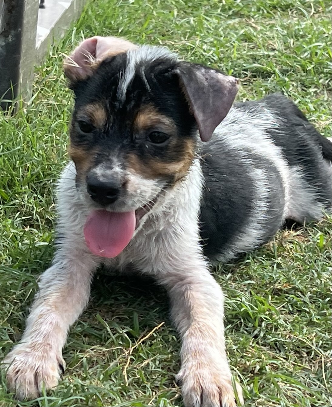 Dog for adoption Rocky, a Rat Terrier & Cattle Dog Mix in Minneapolis, MN Petfinder